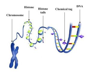 A widely used illustration that shows chemical tags (purple diamonds) and the ``tails" of histone proteins (purple triangles) marking DNA to determine which genes will be transcribed. 